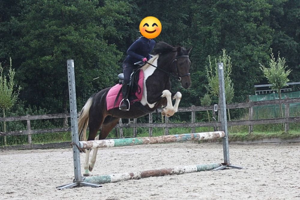 allround-pony Merrie 14 jaar te koop - Foto 4