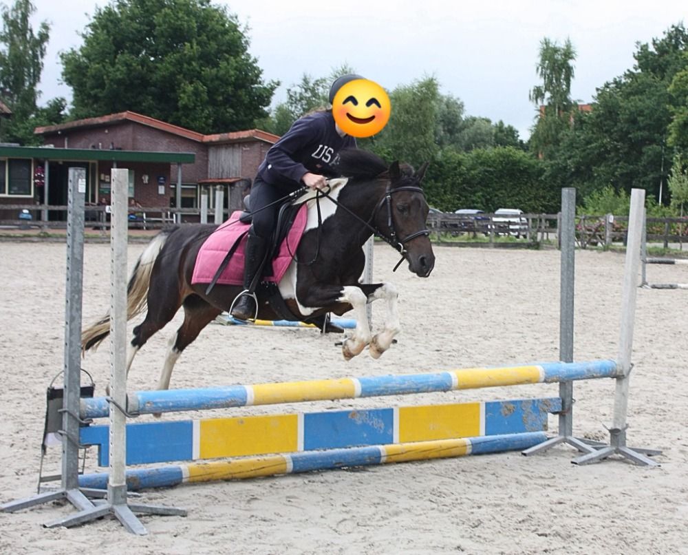 allround-pony Merrie 14 jaar te koop - Foto 5