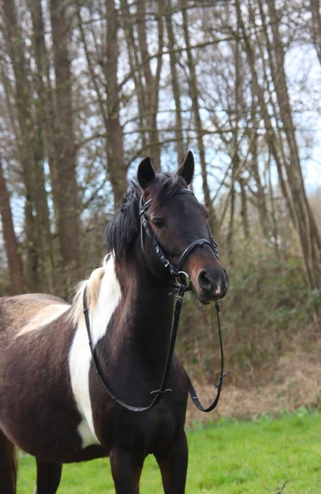 allround-pony Merrie 14 jaar te koop - Foto 6