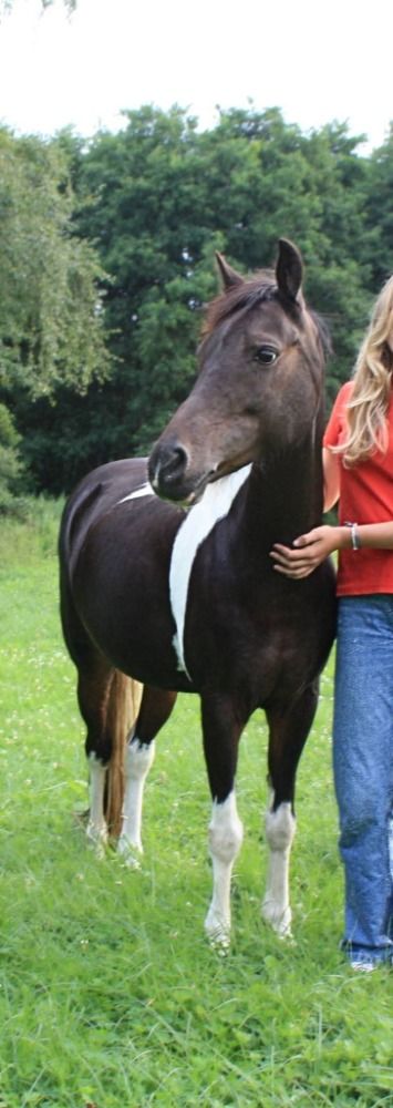 14 jarige Merrie B pony