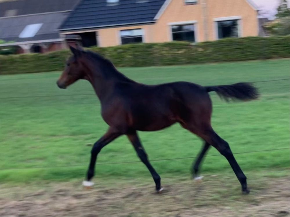 KWPN dressuurpaard Hengst Bruin te koop - Foto 2