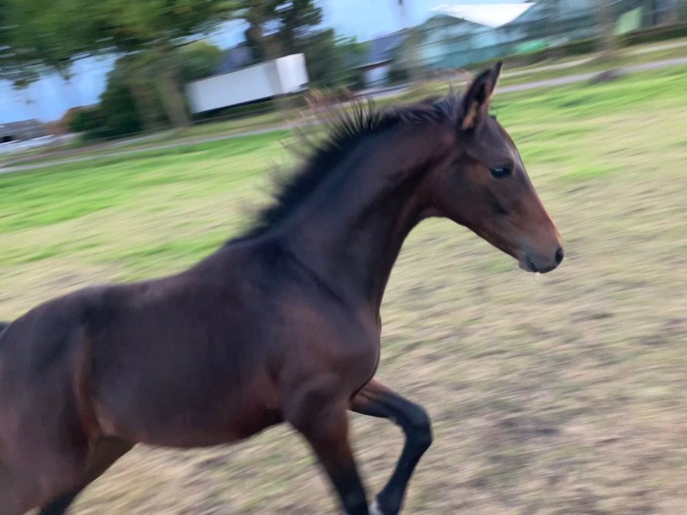 KWPN dressuurpaard Hengst Bruin te koop - Foto 3