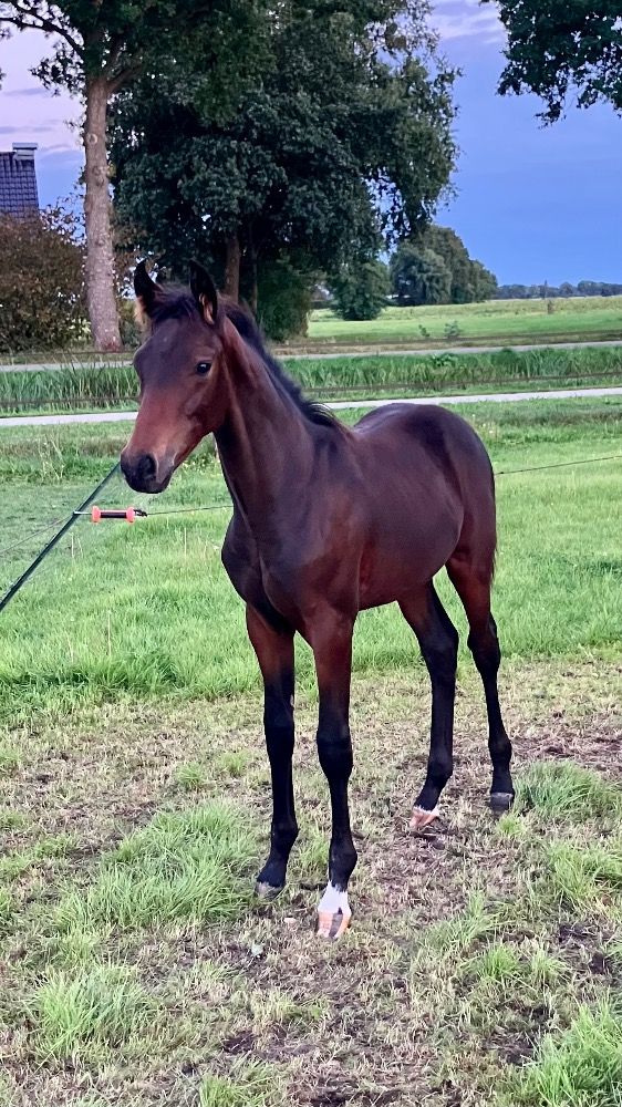 KWPN dressuurpaard Hengst Bruin te koop - Foto 4