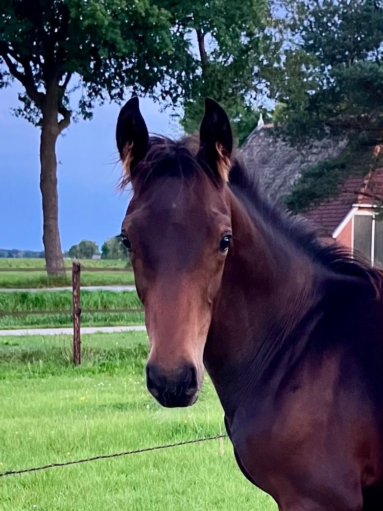 KWPN dressuurpaard Hengst Bruin te koop - Hoofdfoto