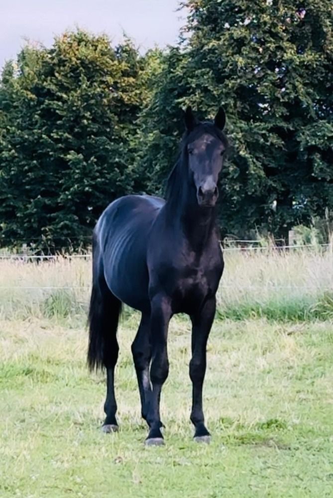 BWP allrounder Ruin 3 jaar Andere te koop - Foto 3