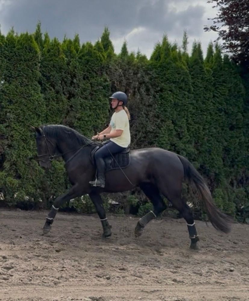 BWP allrounder Ruin 3 jaar Andere te koop - Foto 2