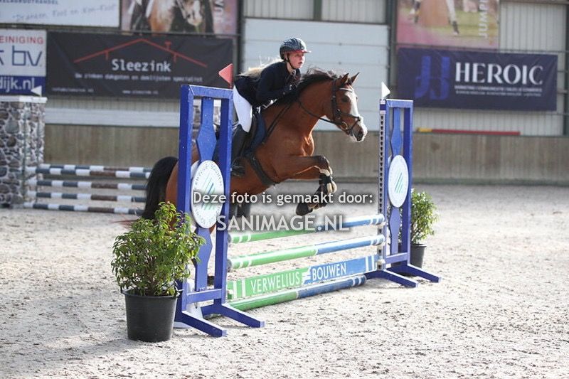 New Forest allround-pony Merrie 5 ani Bruin de vânzare - Foto 3