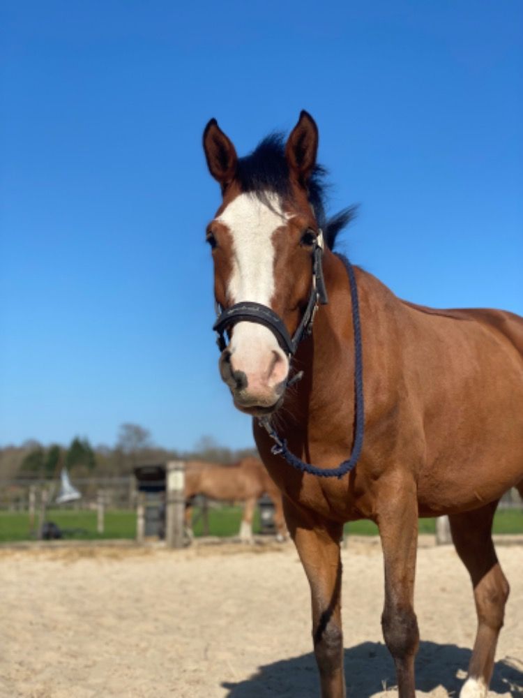 New Forest allround-pony Merrie 5 ani Bruin de vânzare - Foto 4