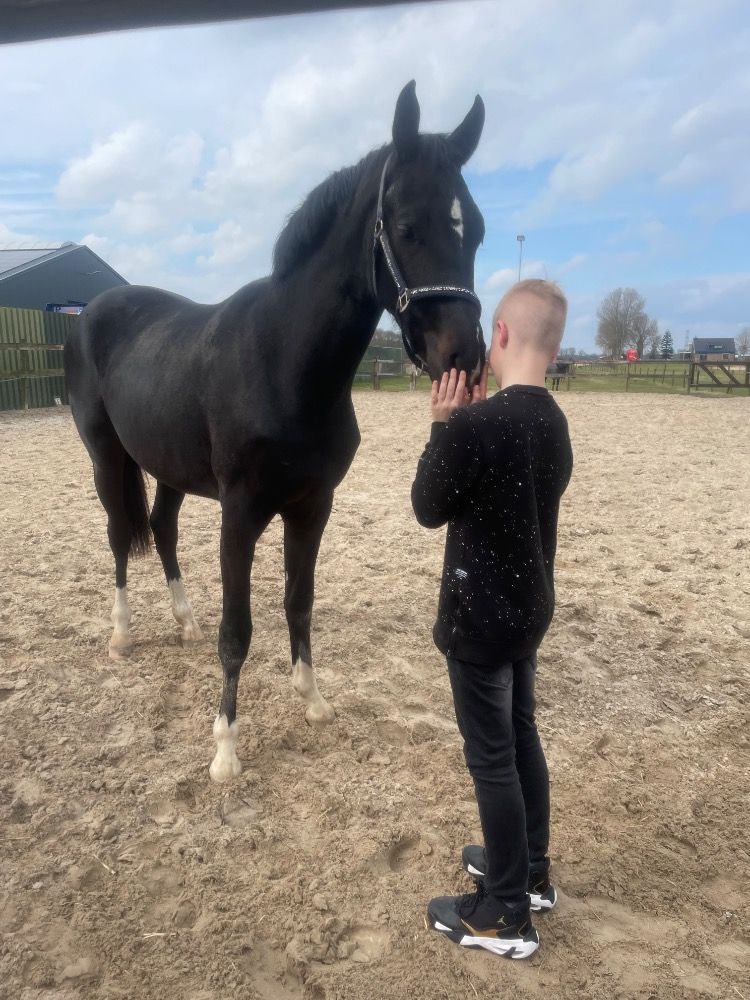 KWPN dressuurpaard Merrie 4 jaar Zwart te koop - Foto 4