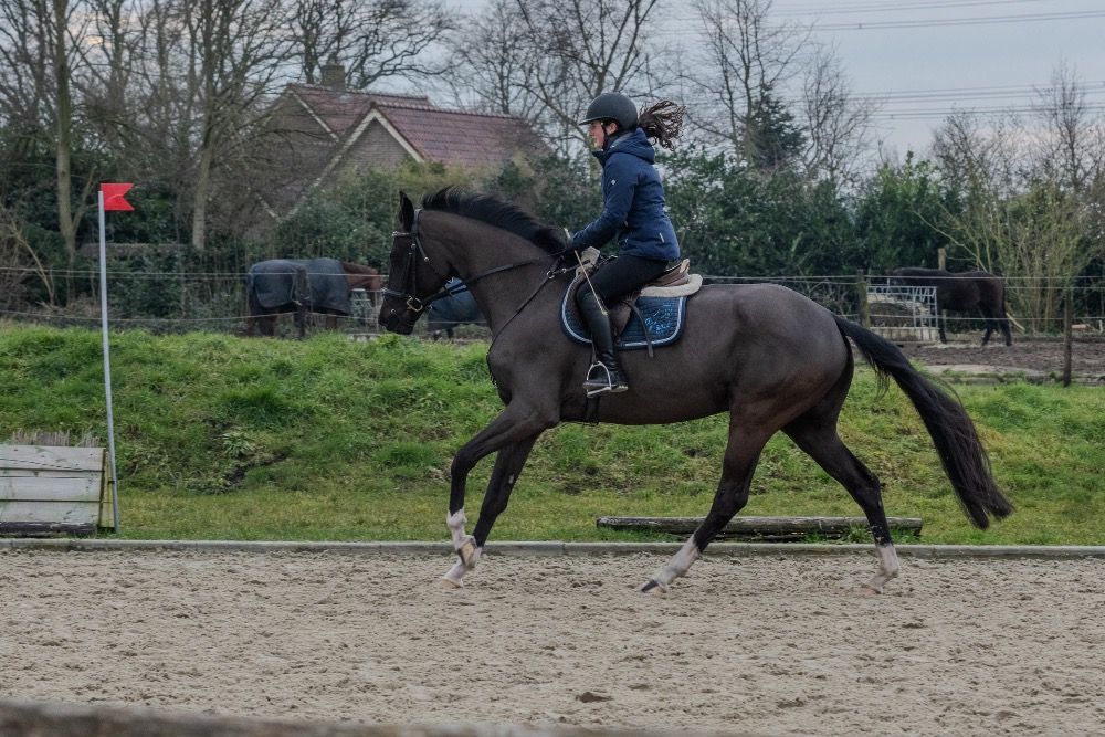KWPN dressuurpaard Merrie 4 jaar Zwart te koop - Foto 3