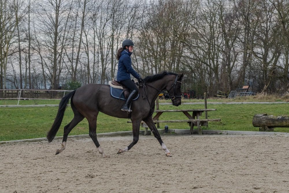KWPN dressuurpaard Merrie 4 jaar Zwart te koop - Foto 2