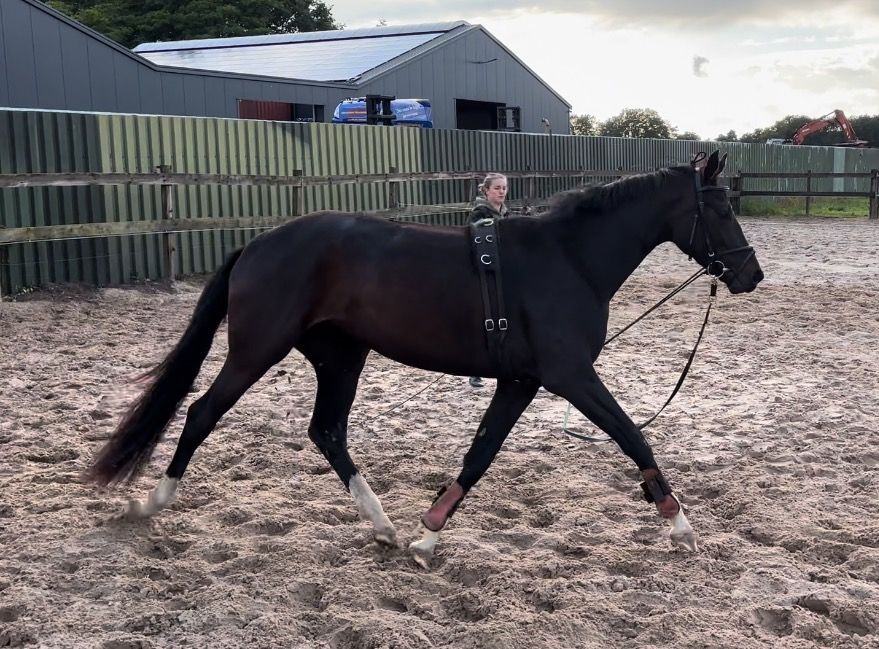 Knappe Fontaine Merrie
