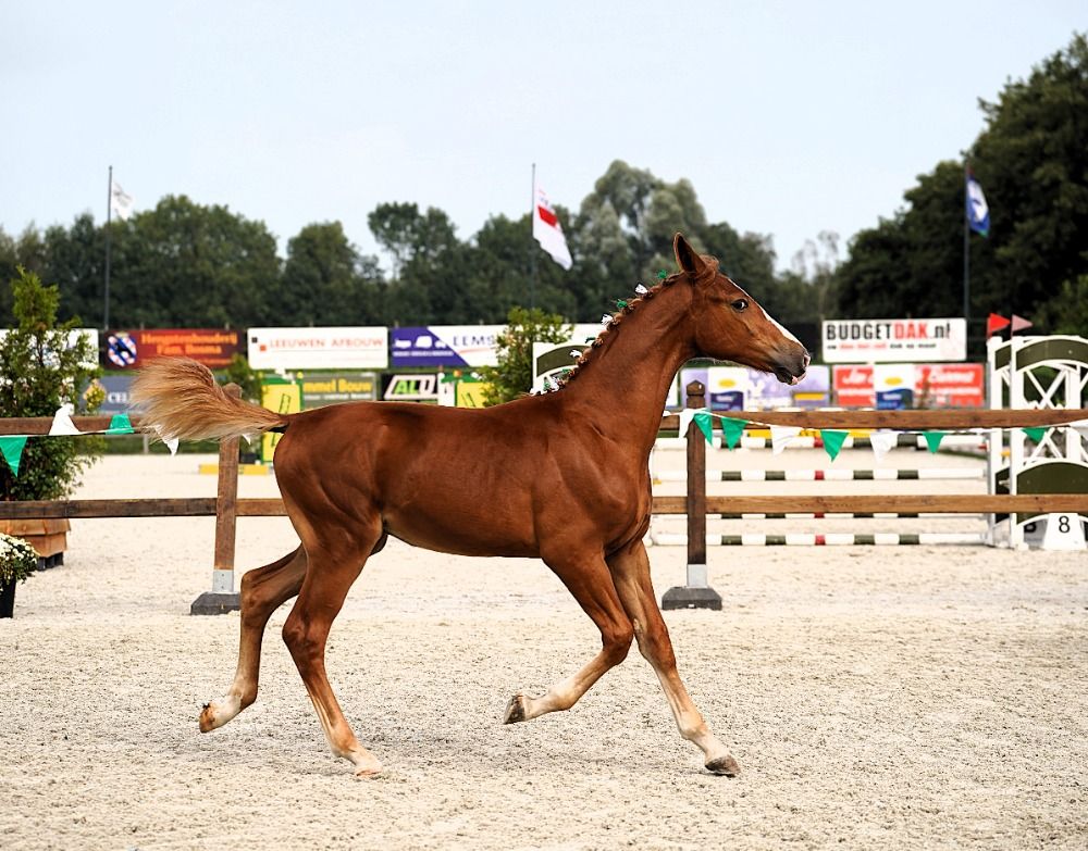 paard Hengst Vos te koop - Foto 3