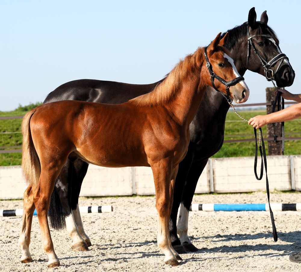 paard Hengst Vos te koop - Foto 2