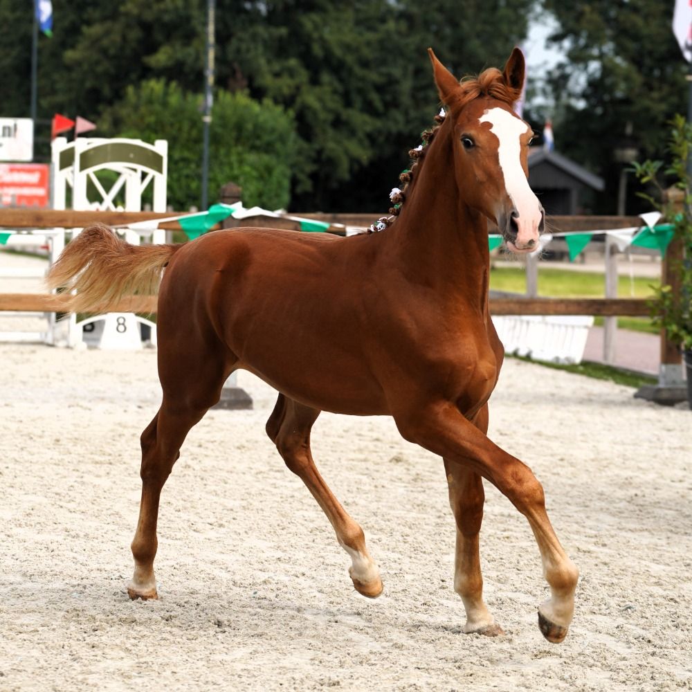 Rinus SPE "Het Groninger Paard"