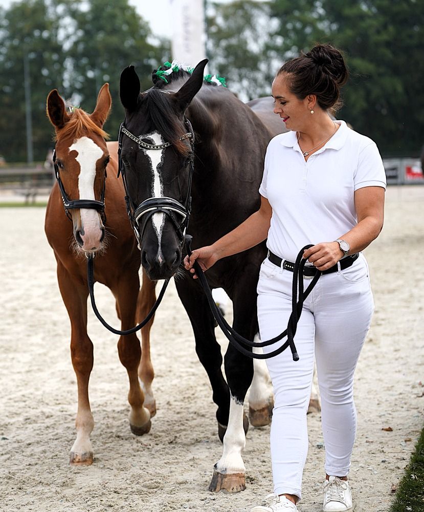 paard Hengst Vos te koop - Foto 4