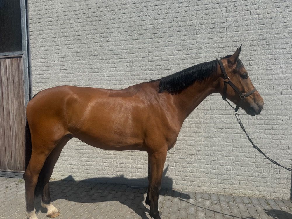 Zangersheide springpaard Ruin 6 jaar Bruin te koop - Foto 2