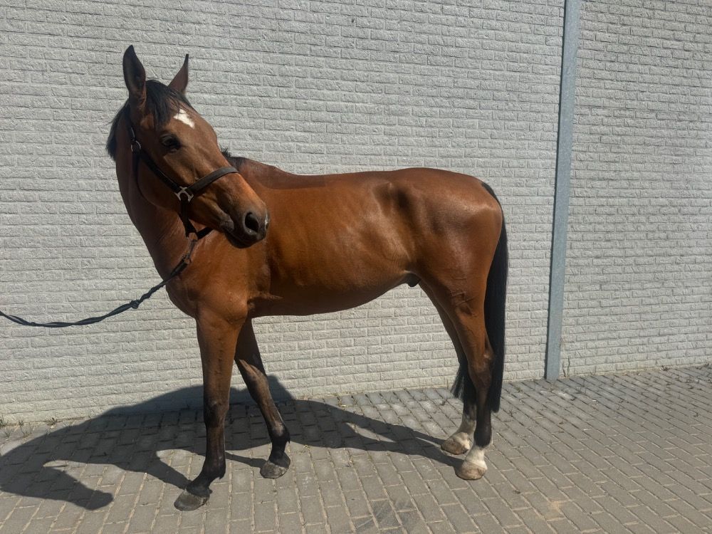 Zangersheide springpaard Ruin 6 jaar Bruin te koop - Foto 3