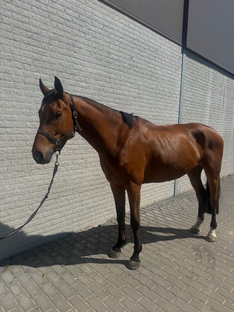 Easy en brave schoolmaster