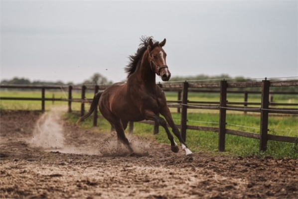 KWPN dressuurpaard Merrie 4 jaar Bruin te koop - Foto 5
