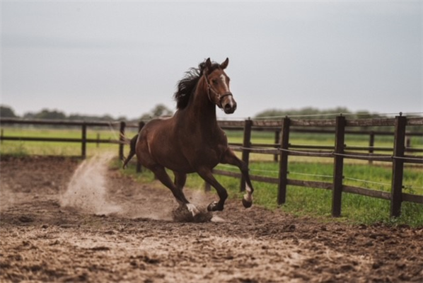 KWPN dressuurpaard Merrie 4 jaar Bruin te koop - Hoofdfoto