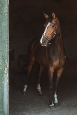 KWPN dressuurpaard Merrie 4 jaar Bruin te koop - Foto 2