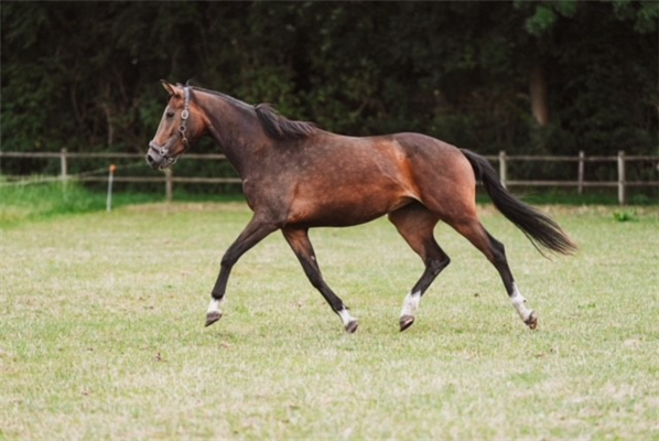 KWPN dressuurpaard Merrie 4 jaar Bruin te koop - Foto 3