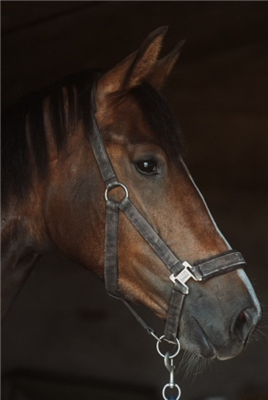 KWPN dressuurpaard Merrie 4 jaar Bruin te koop - Foto 4
