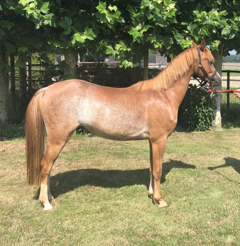 Future sports pony for sale