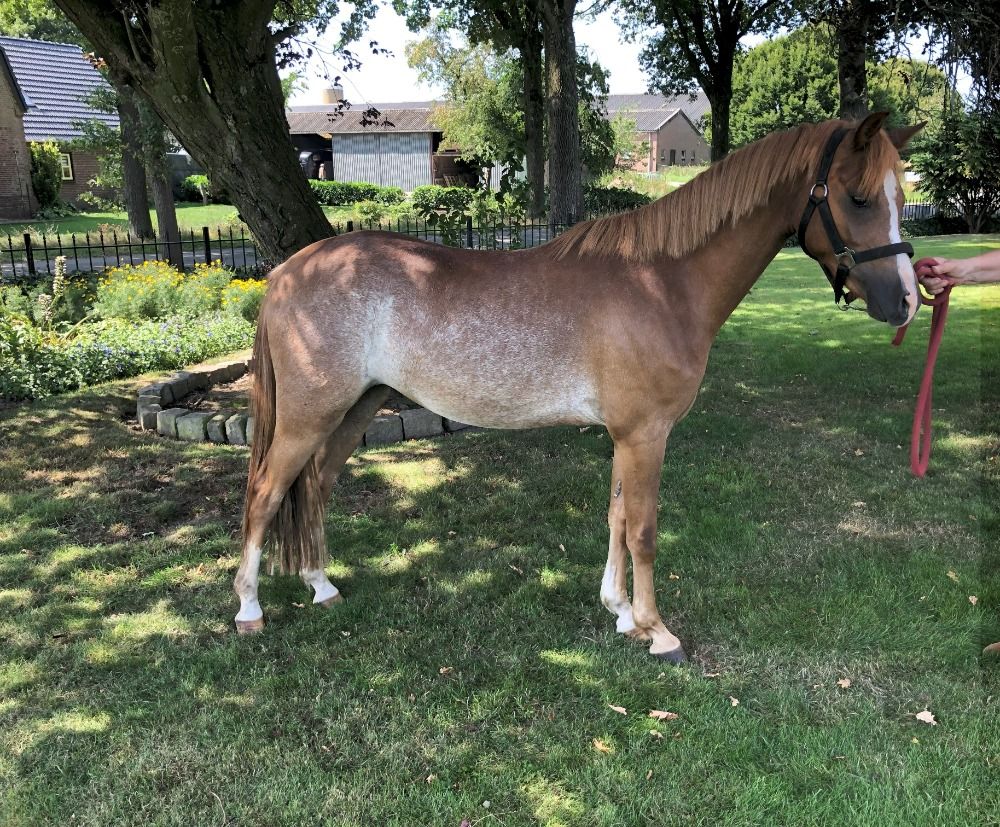 Welsh allround-pony Ruin 3 years old Andere for sale - Photo 2
