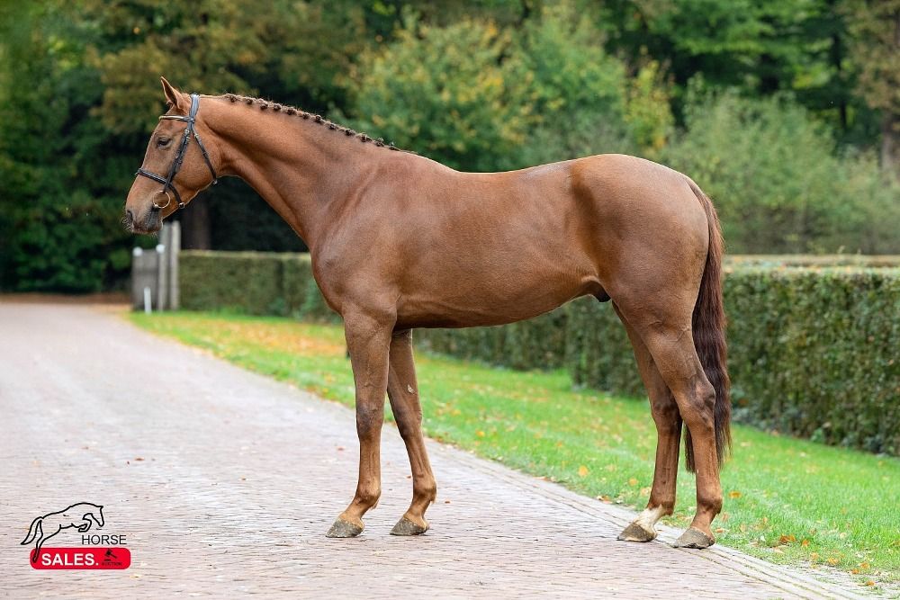 Zangersheide springpaard Ruin 3 jaar Vos te koop - Foto 2