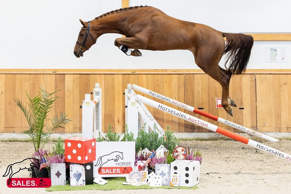 Zangersheide springpaard Ruin 3 jaar Vos te koop - Foto 4