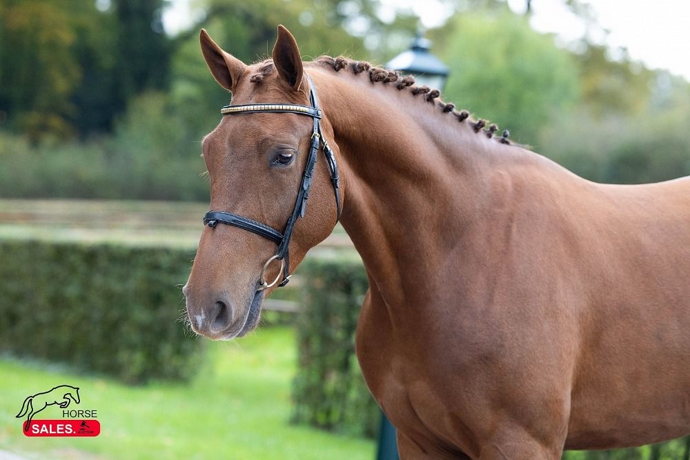 Zangersheide springpaard Ruin 3 jaar Vos te koop - Foto 3