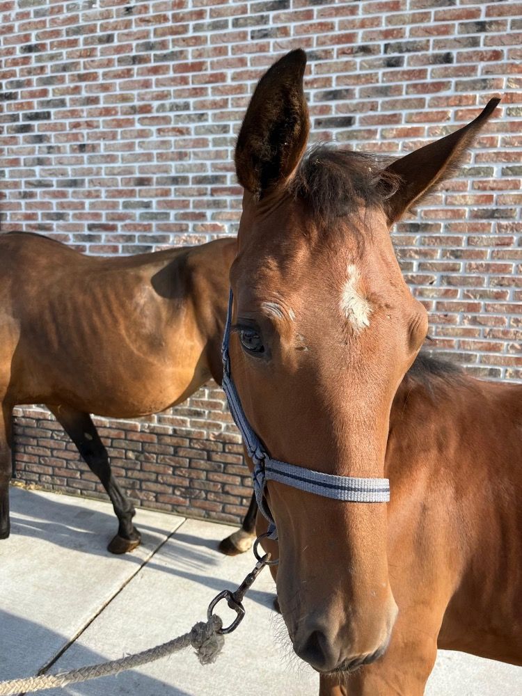 Bloedmooi veulen FILLY Dominator 2000 Z out of Azuela de Muze
