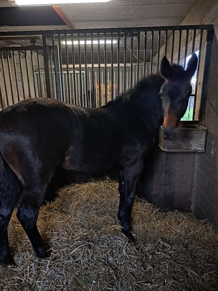 BWP springpaard Hengst Donkerbruin te koop - Foto 2