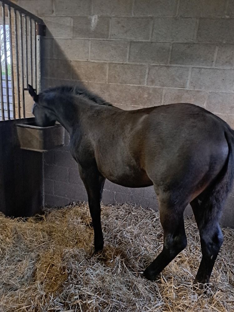 BWP springpaard Hengst Donkerbruin te koop - Foto 3