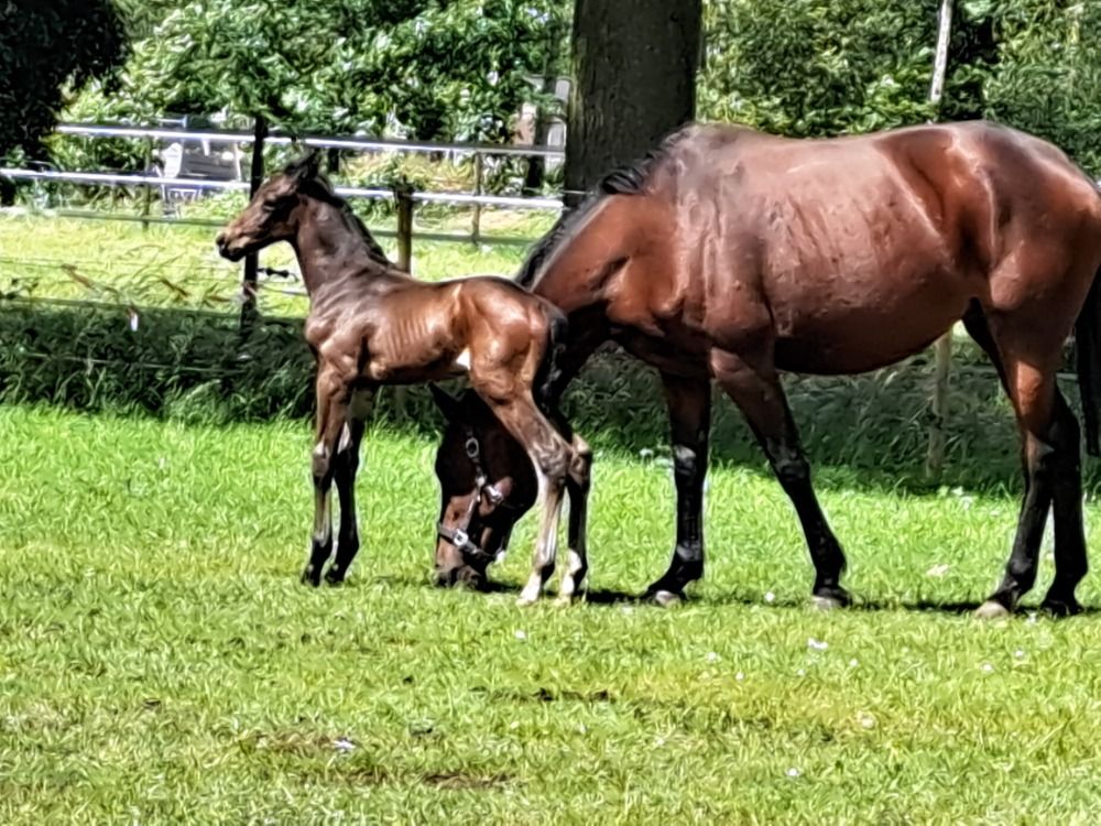 BWP springpaard Hengst Donkerbruin te koop - Foto 4