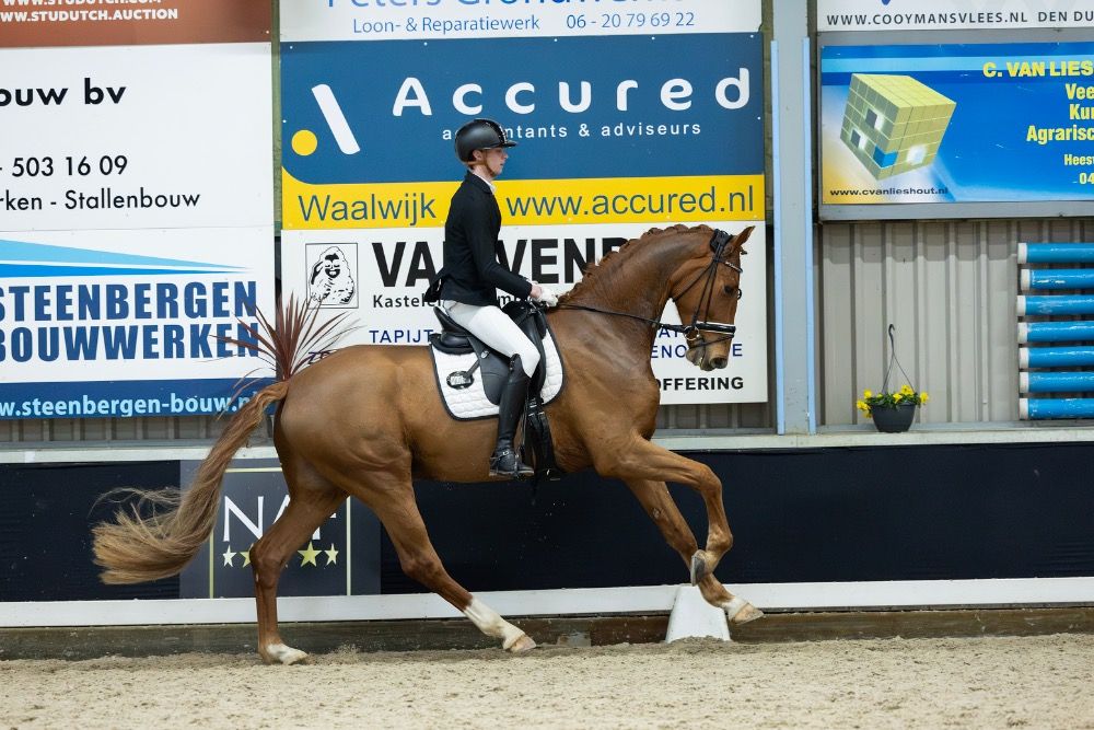 4 jr talentvolle dressuur ruin