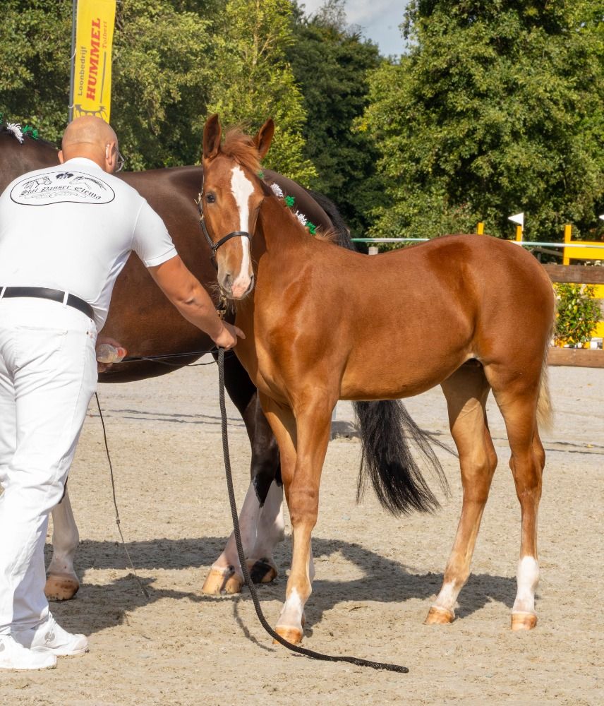 Ander stamboek paard Merrie Vos te koop - Foto 5