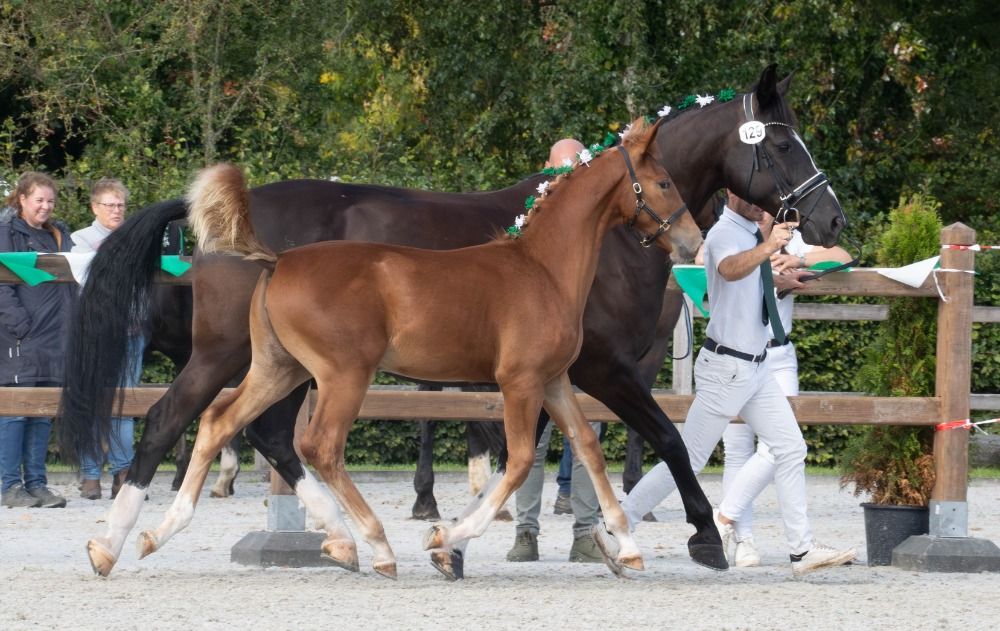 Ander stamboek paard Merrie Vos te koop - Foto 4