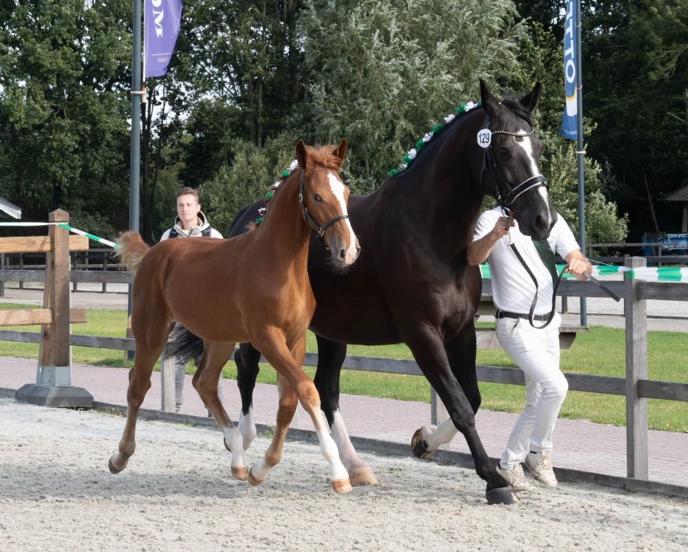 Ander stamboek paard Merrie Vos te koop - Foto 6