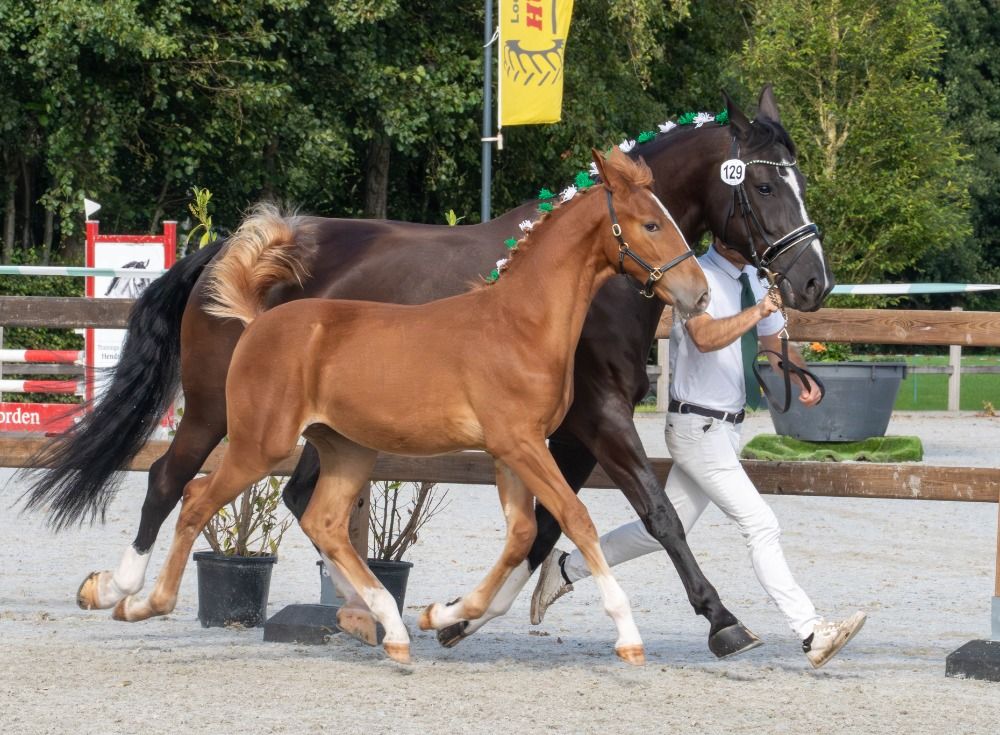 Ander stamboek paard Merrie Vos te koop - Foto 3
