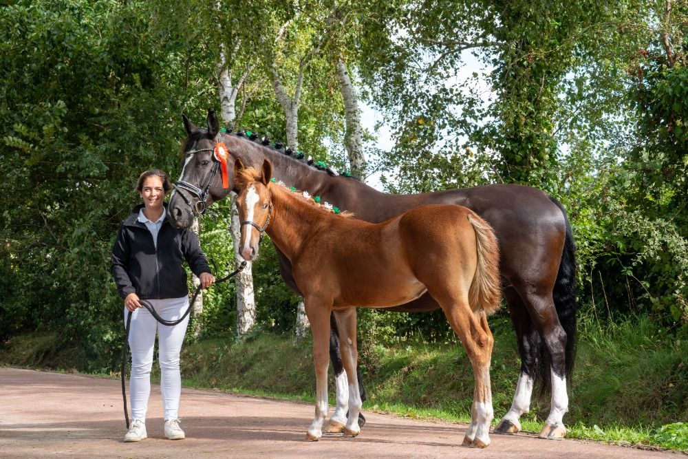 Ella SPE 2025 Groninger merrie