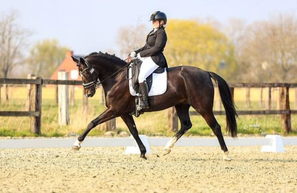 KWPN dressuurpaard Merrie 14 years old Zwart for sale - Photo 2