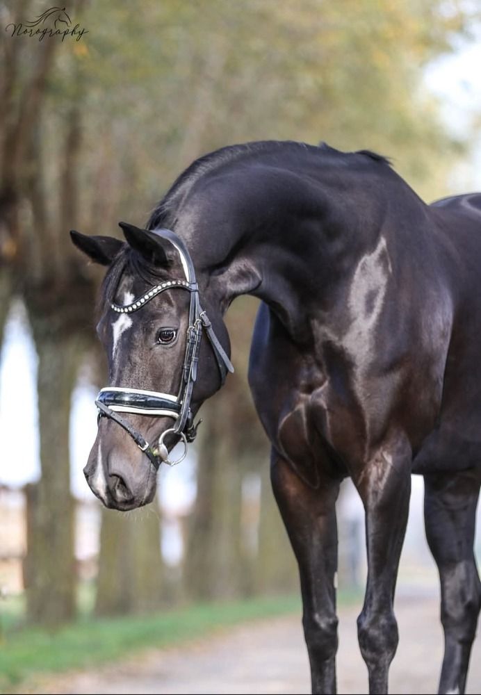 KWPN dressuurpaard Merrie 14 years old Zwart for sale - Photo 3