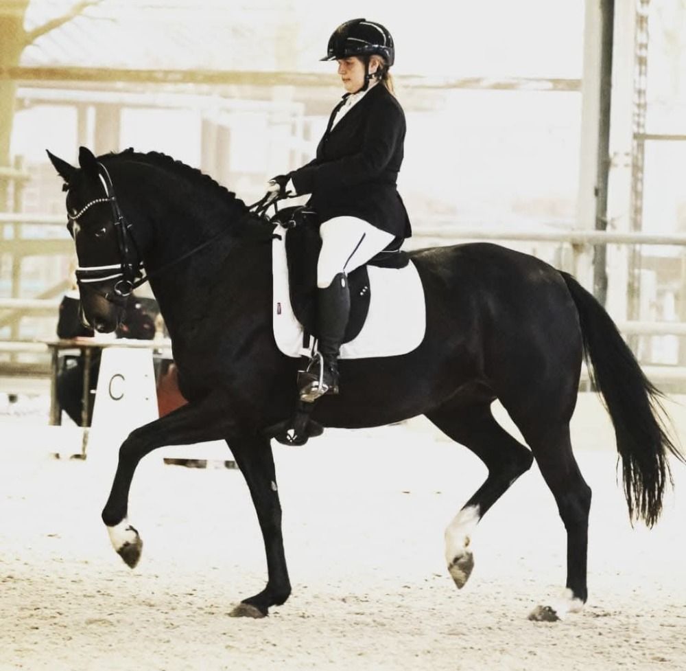 KWPN dressuurpaard Merrie 14 years old Zwart for sale - Photo 5