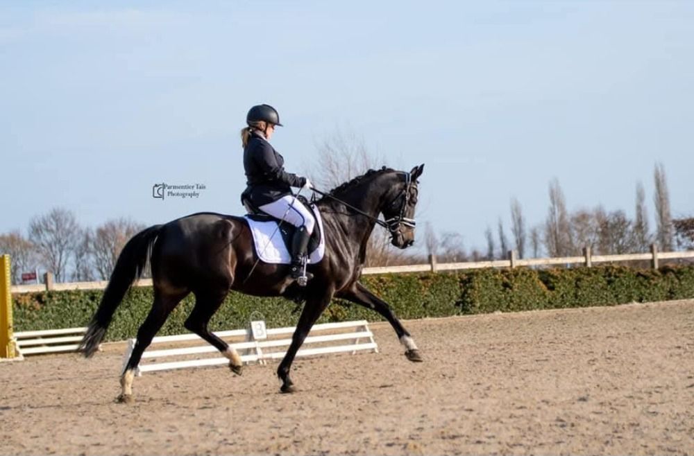 KWPN dressuurpaard Merrie 14 years old Zwart for sale - Photo 4