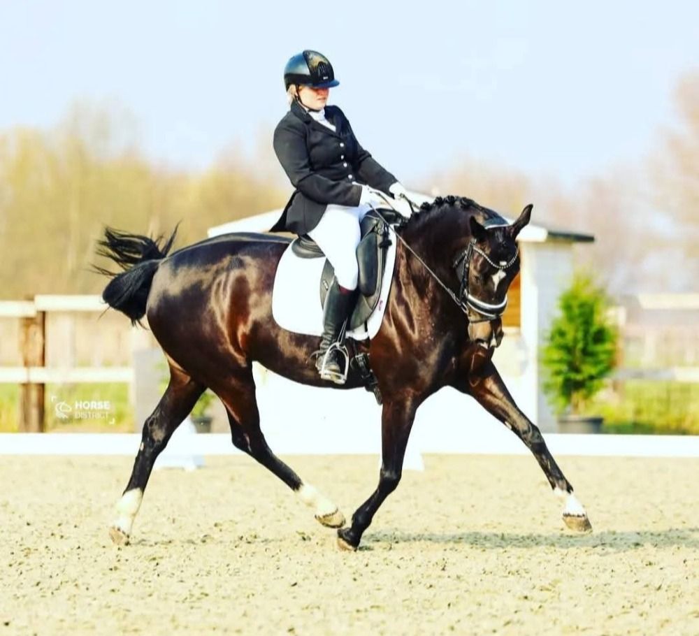 KWPN dressuurpaard Merrie 14 years old Zwart for sale - Main photo