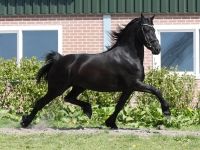 Friesian dressage, sella mare 13 anni (nata nel 2013) years old for sale - Photo 2