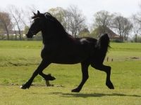 Friesian dressage, sella mare 13 anni (nata nel 2013) years old for sale - Photo 3